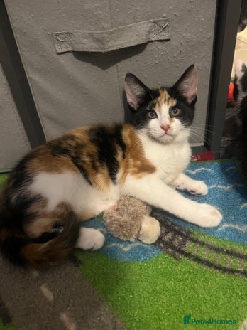 Maine Coon cats Kittens for sale - Advert 2