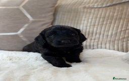 Cockapoo dogs for sale: ** BEAUTIFUL CHOC & EBONY TOY F1 COCKAPOO PUPS ** - Image 3