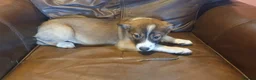 Border Collie dogs for sale: Gorgeous litter of Border Collie Puppies  - Advert 7