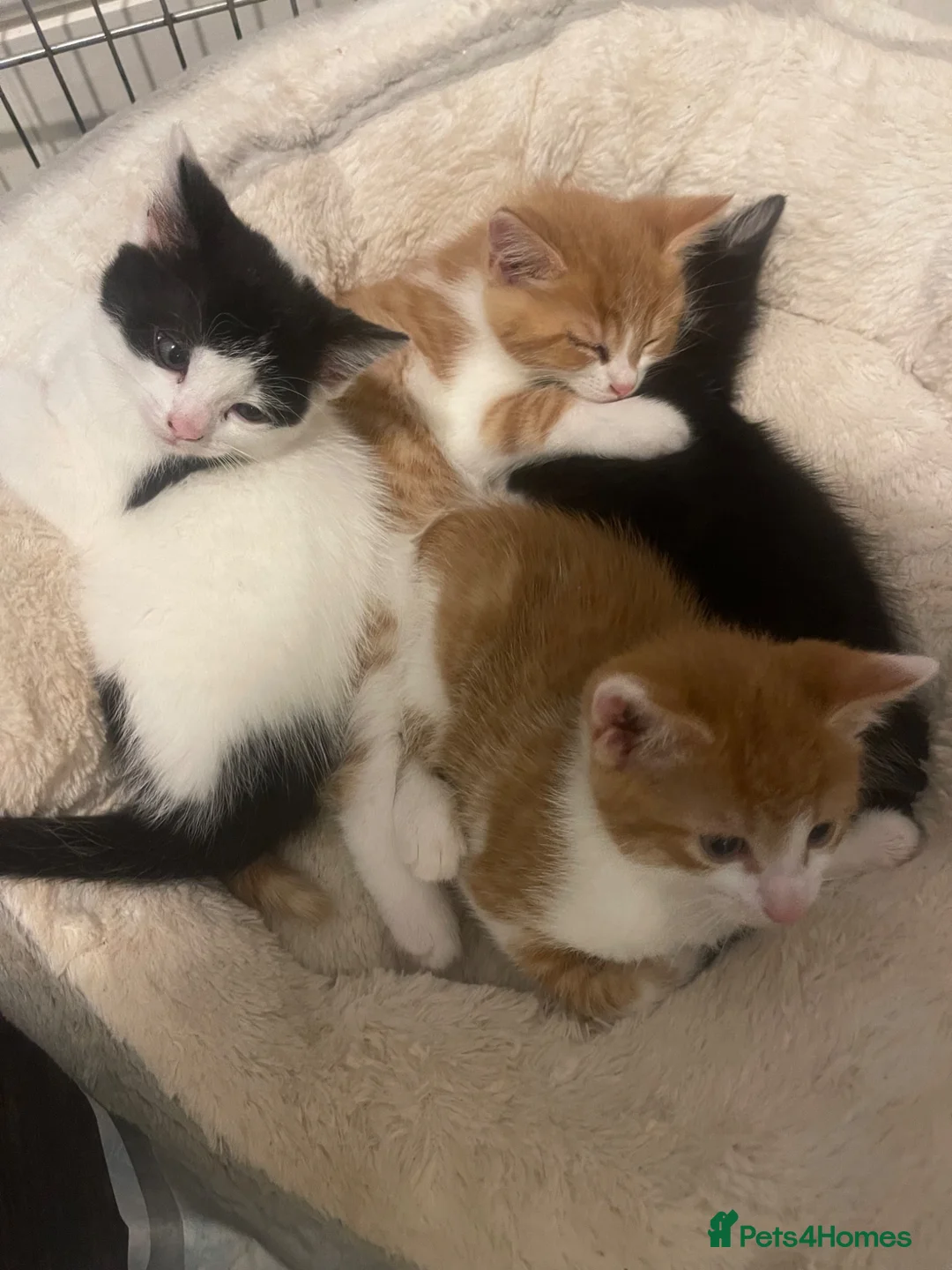 Mixed Breed cats for sale: 4 playful kittens ready to find their forever home - Advert 40
