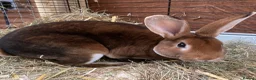 Rex rabbits for sale: Standard REX male - Advert 2