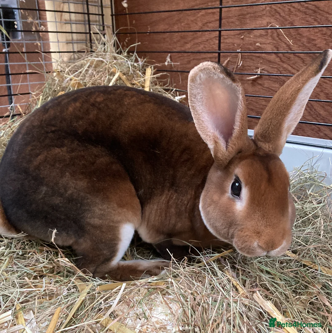Rex rabbits for sale: Standard REX male - Advert 2