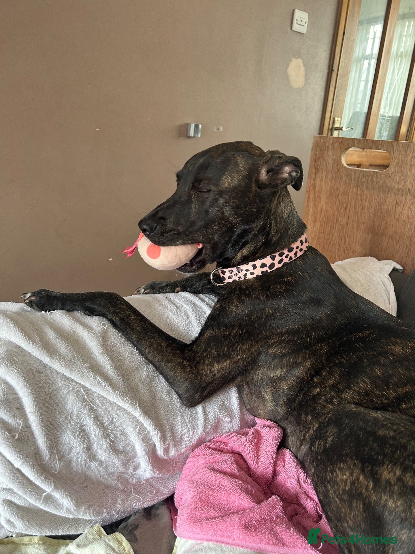Mixed Breed dogs Stafford bull terrier cross lurcher - Advert 2