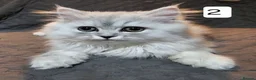 Persian cats for sale: 2 x female Doll face persian kittens ready now 😍  - Advert 6