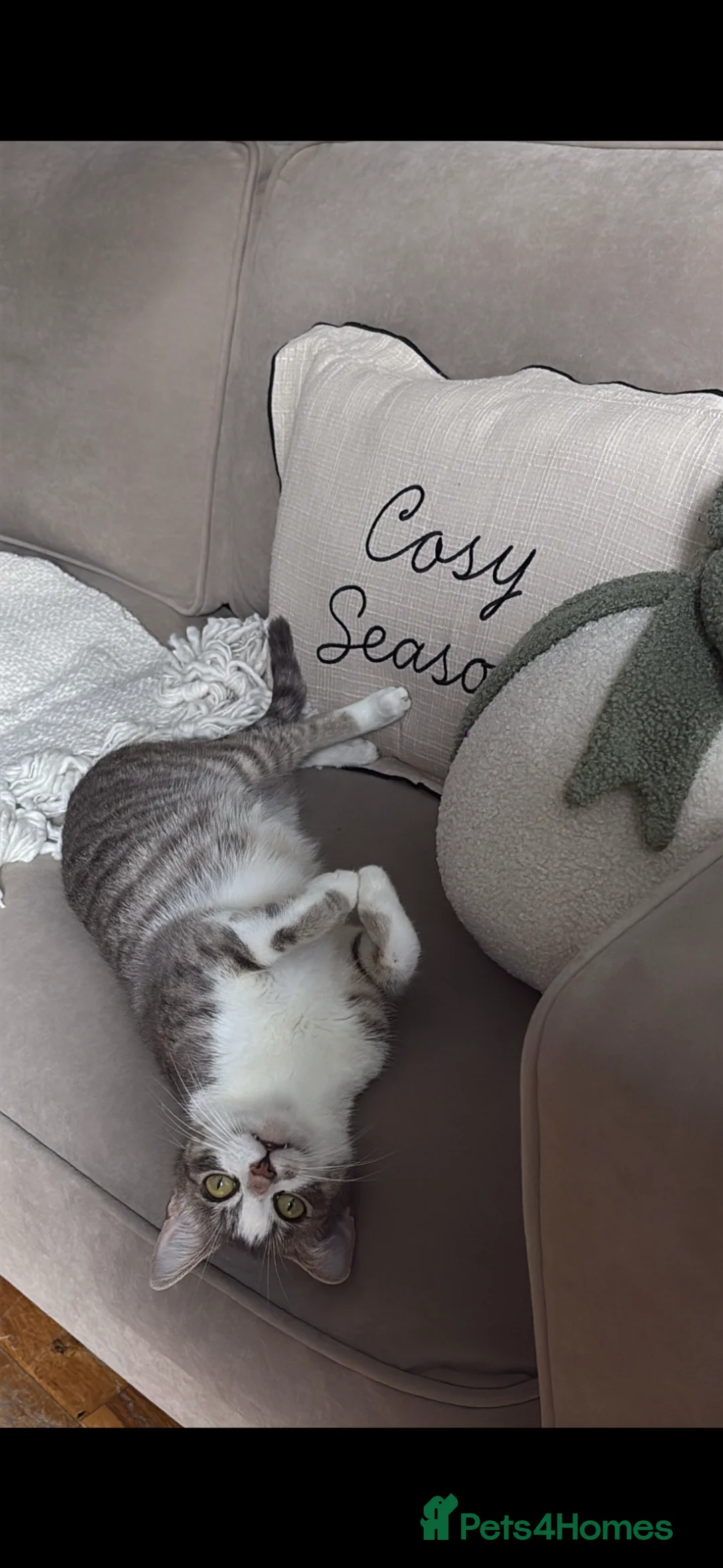 Mixed Breed cats for sale: 4 adorable kittens - Advert 5