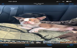 Boston Terrier dogs for sale: Kc registered litter of Bostons  in Goole - Image 2