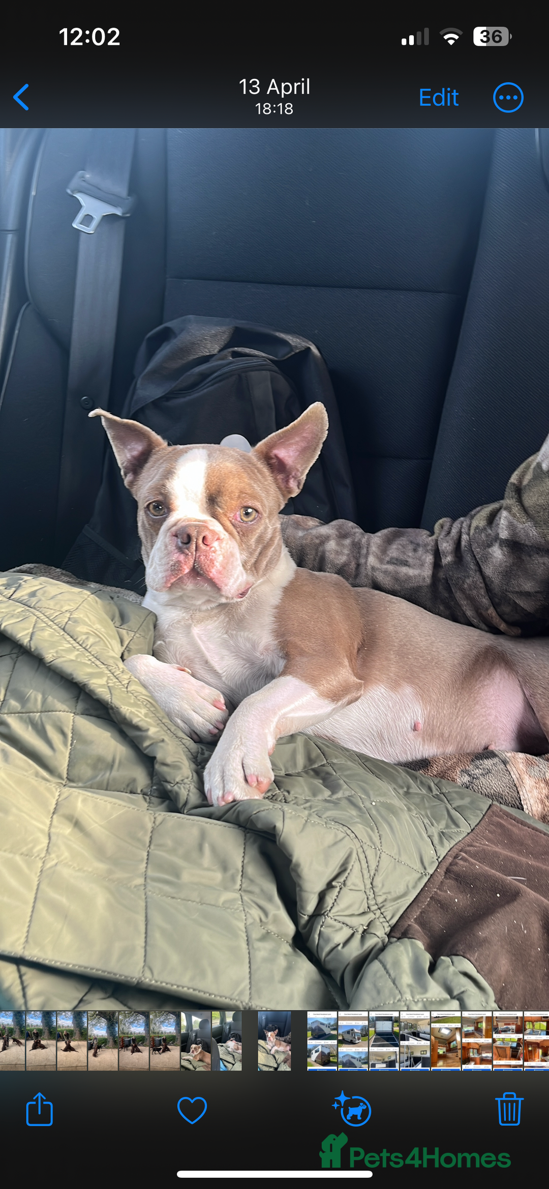 Boston Terrier dogs for sale: Kc registered litter of Bostons  in Goole - Image 2
