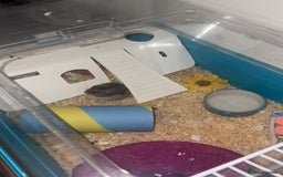 Hamster rodents for sale: Dwarf Hamster - Image 4