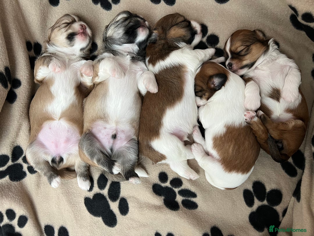 Lhasa Apso dogs for sale: Beautiful Lhasa apso puppies 🐶  - Image 36