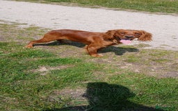 Cocker Spaniel dogs for sale: 5 beautiful cocker spaniels  - Image 7