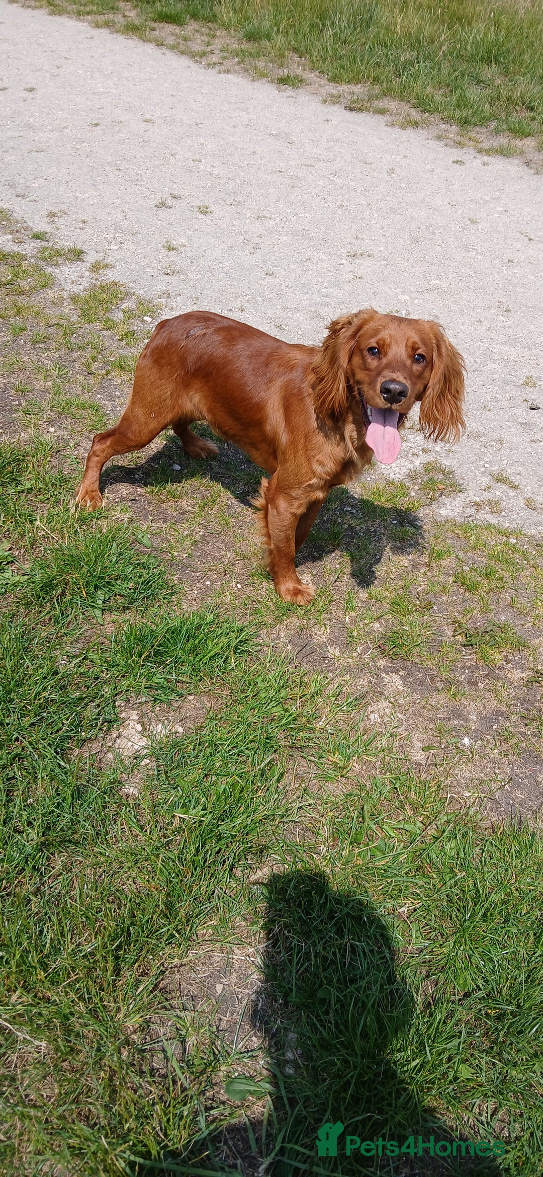 Cocker Spaniel dogs for sale: 5 beautiful cocker spaniels  - Image 7