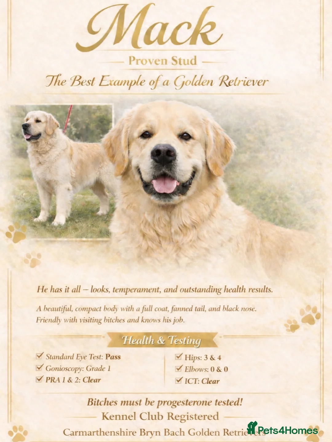 Golden Retriever dogs for stud: Exceptional Proven Stud - Advert 2