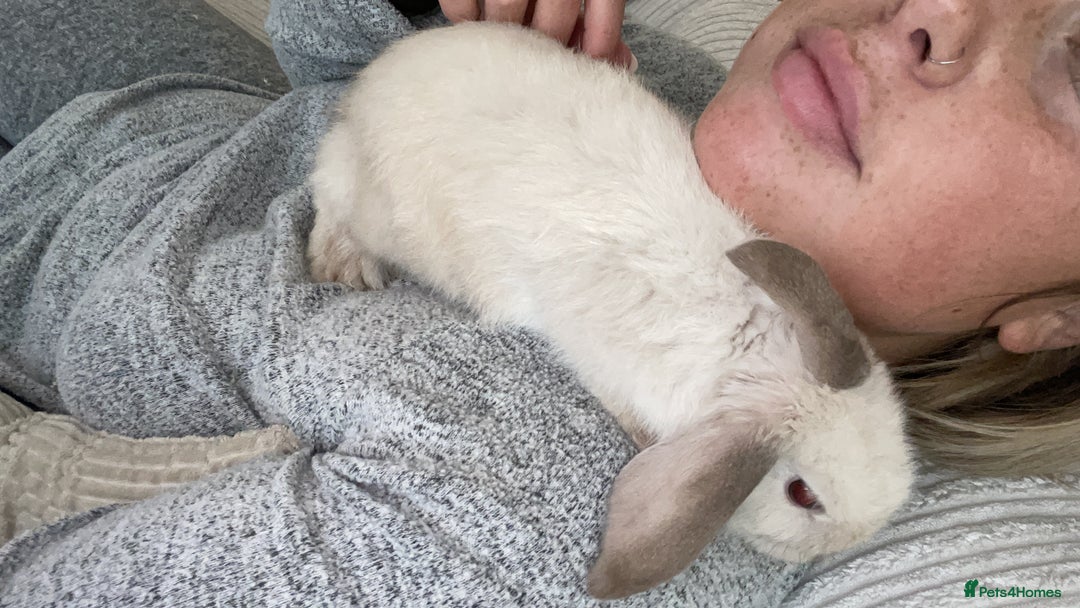Mini Lop rabbits for sale: Beautiful female rabbit & cage  - Image 4