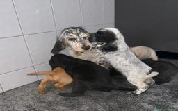 Cocker Spaniel dogs for sale: 6 stunning show type cocker spaniels  - Image 4