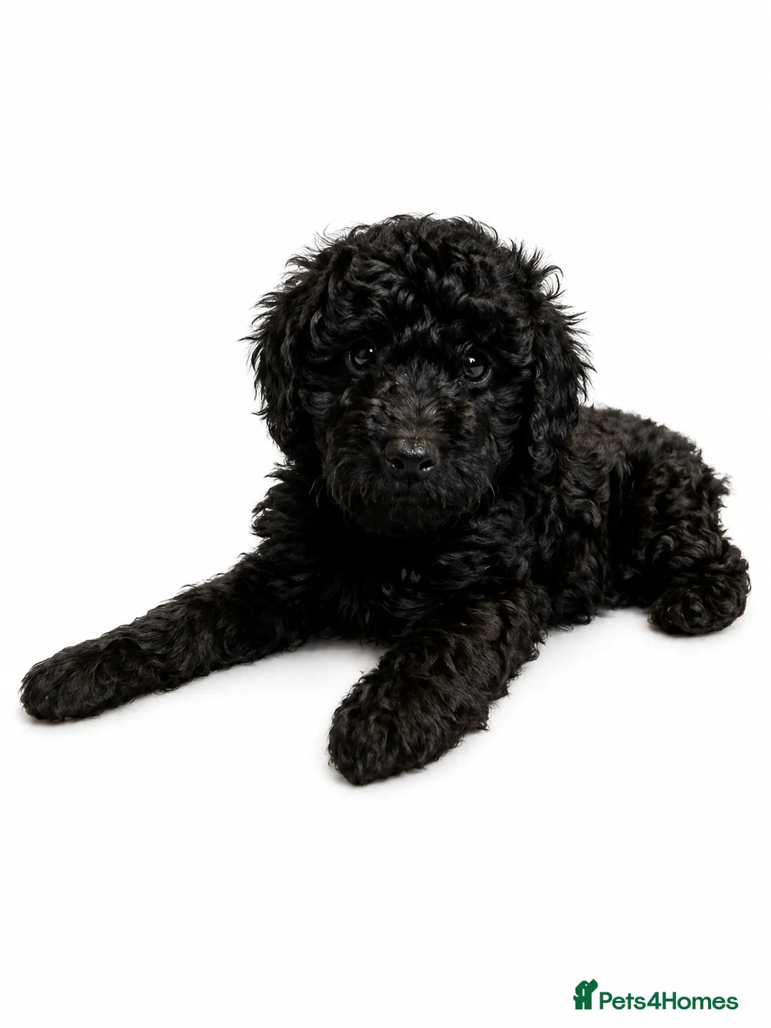Cockapoo dogs for sale: Ready now black curly cockapoo  - Advert 4
