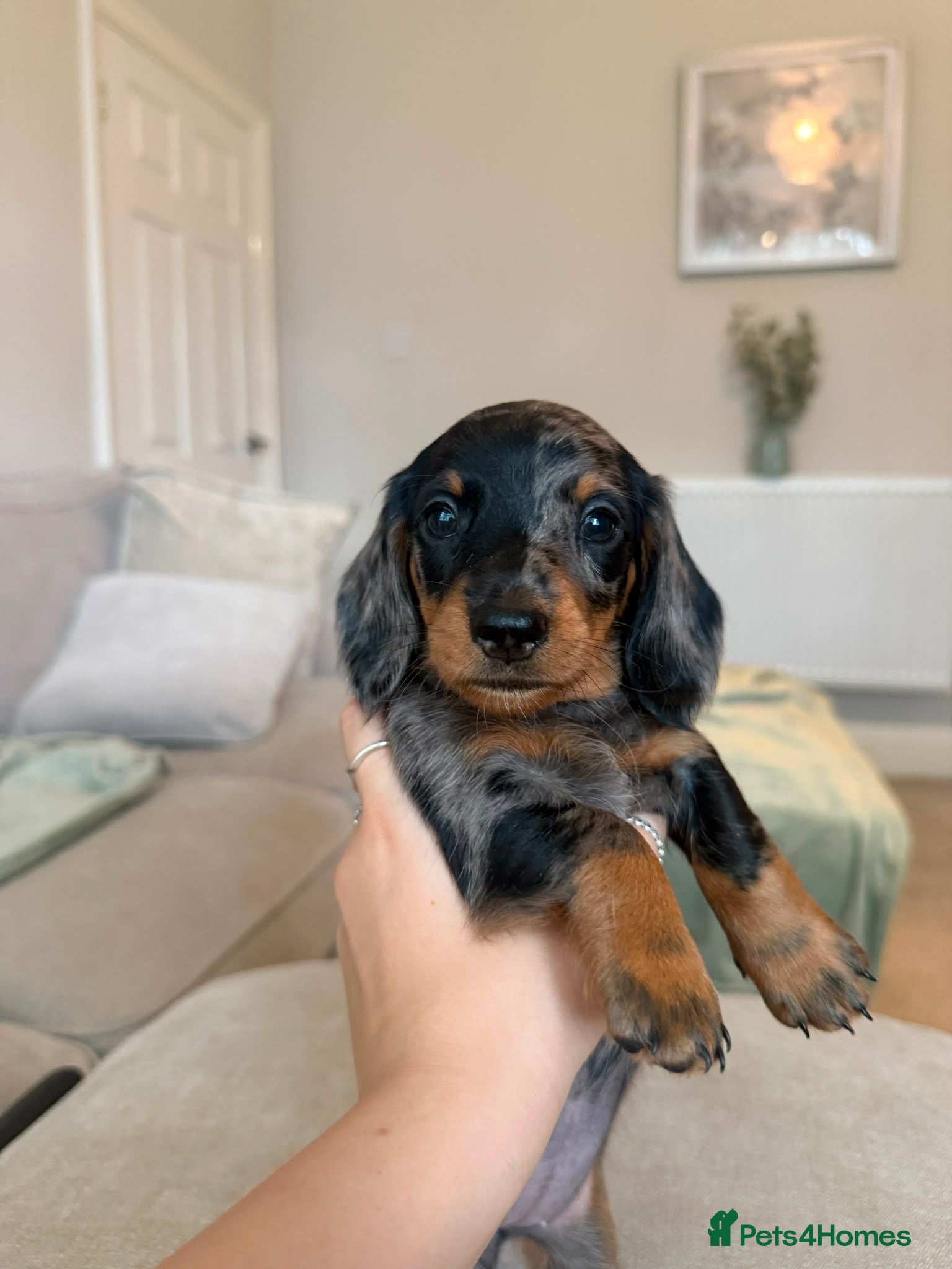 Miniature Dachshund dogs REDUCED ⚠️ MINIATURE DACHSHUNDS  - Advert 3