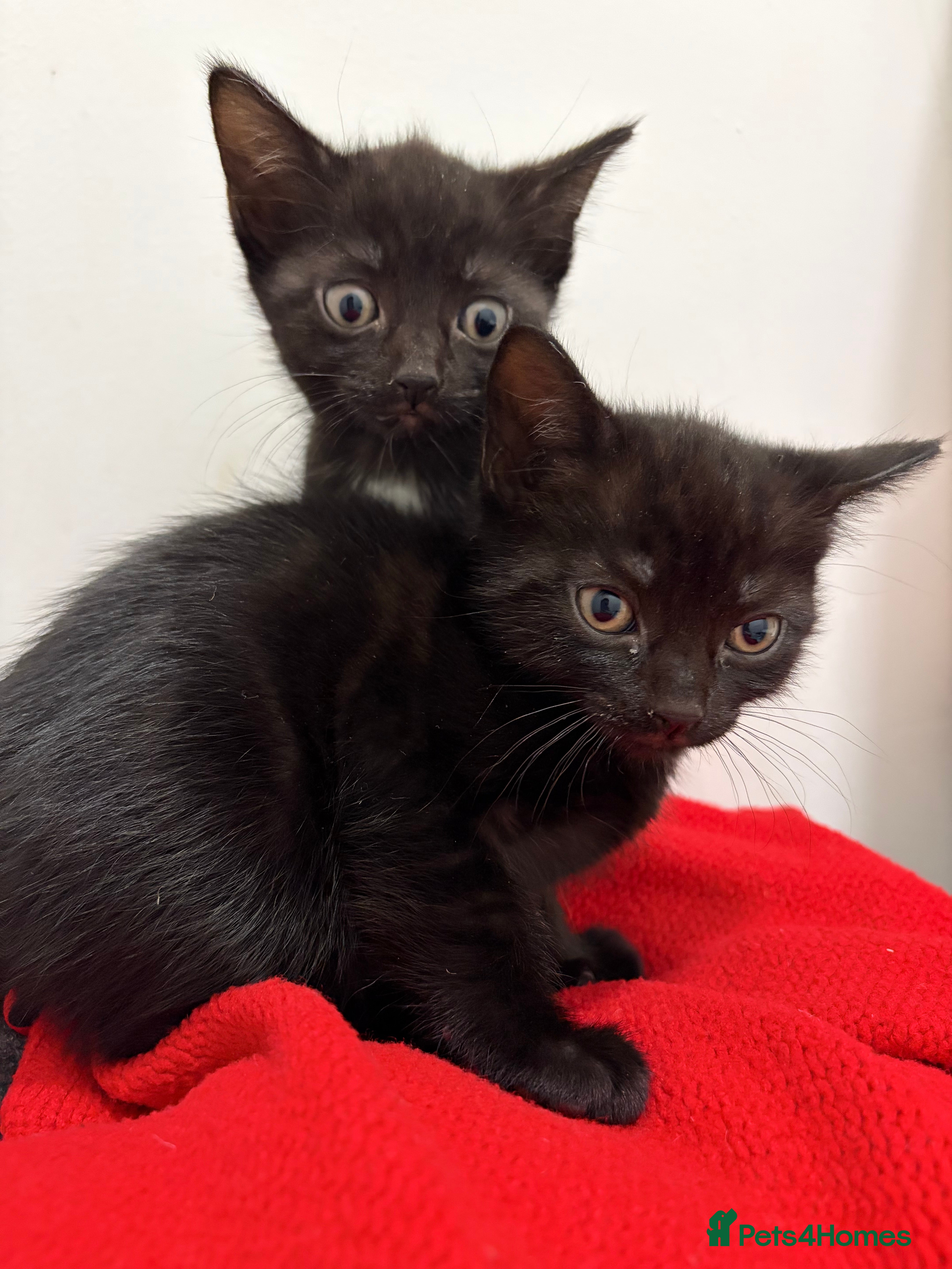 Domestic Shorthair cats Kittens  - Advert 3