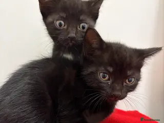 Domestic Shorthair cats Kittens - Advert 1