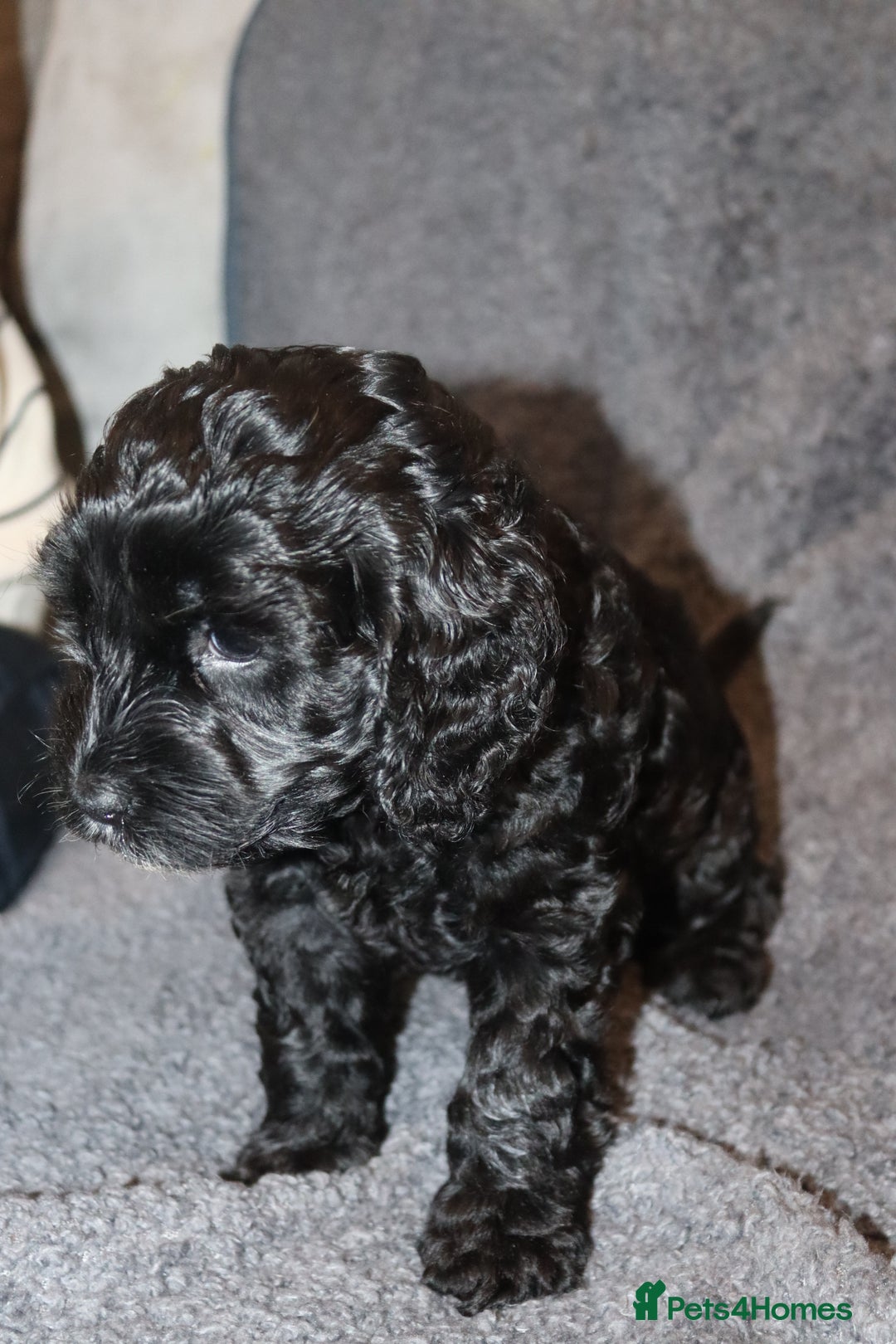 Cockapoo dogs for sale: Adorable Puppies Looking for Their Forever Homes! - Advert 16