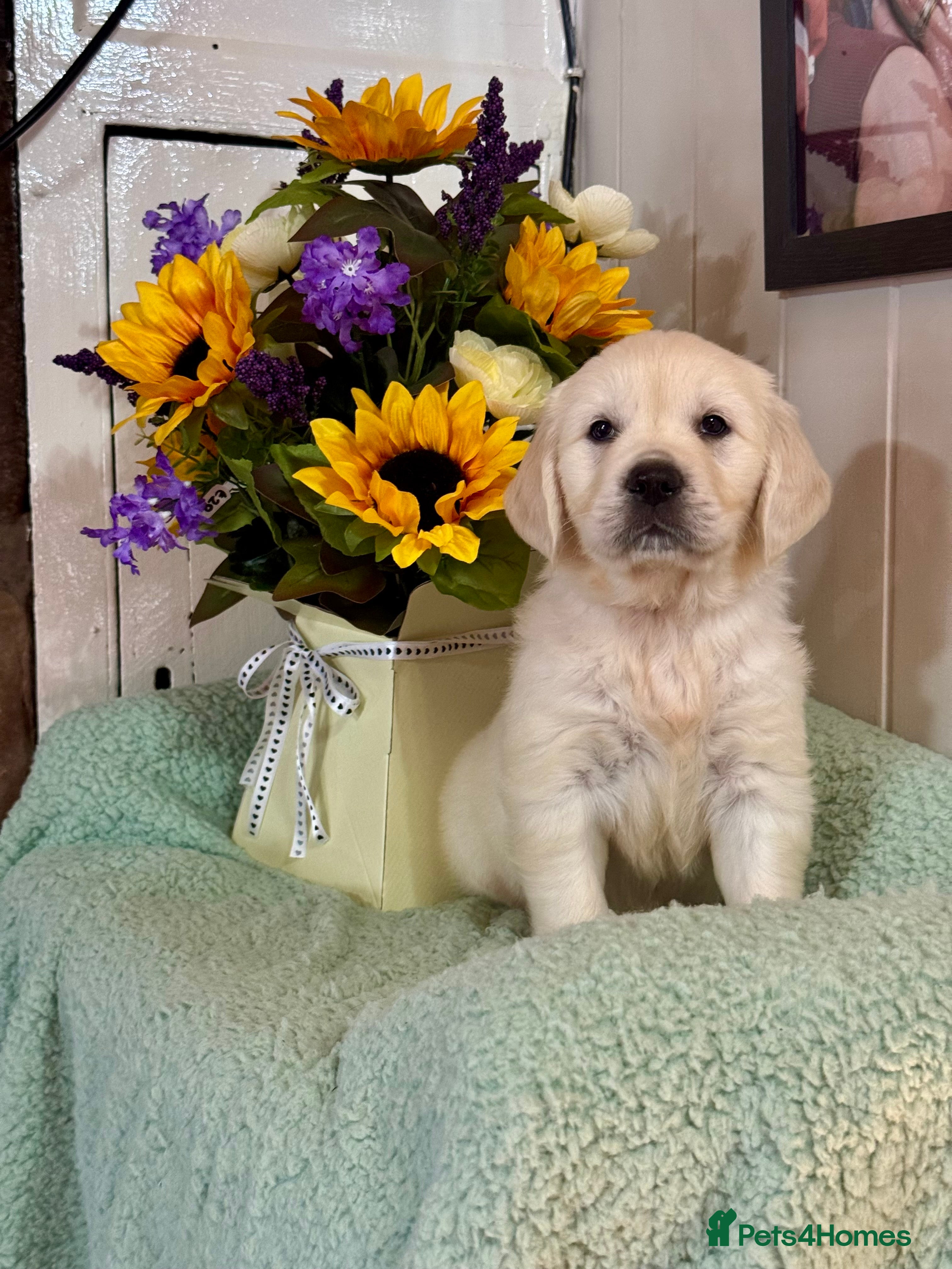 Golden Retriever dogs  only 1 boy Kc reg golden retriever puppies  - Advert 1