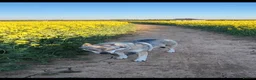 Saarloos Wolfdog dogs for sale: Low content wolfdog  - Advert 1