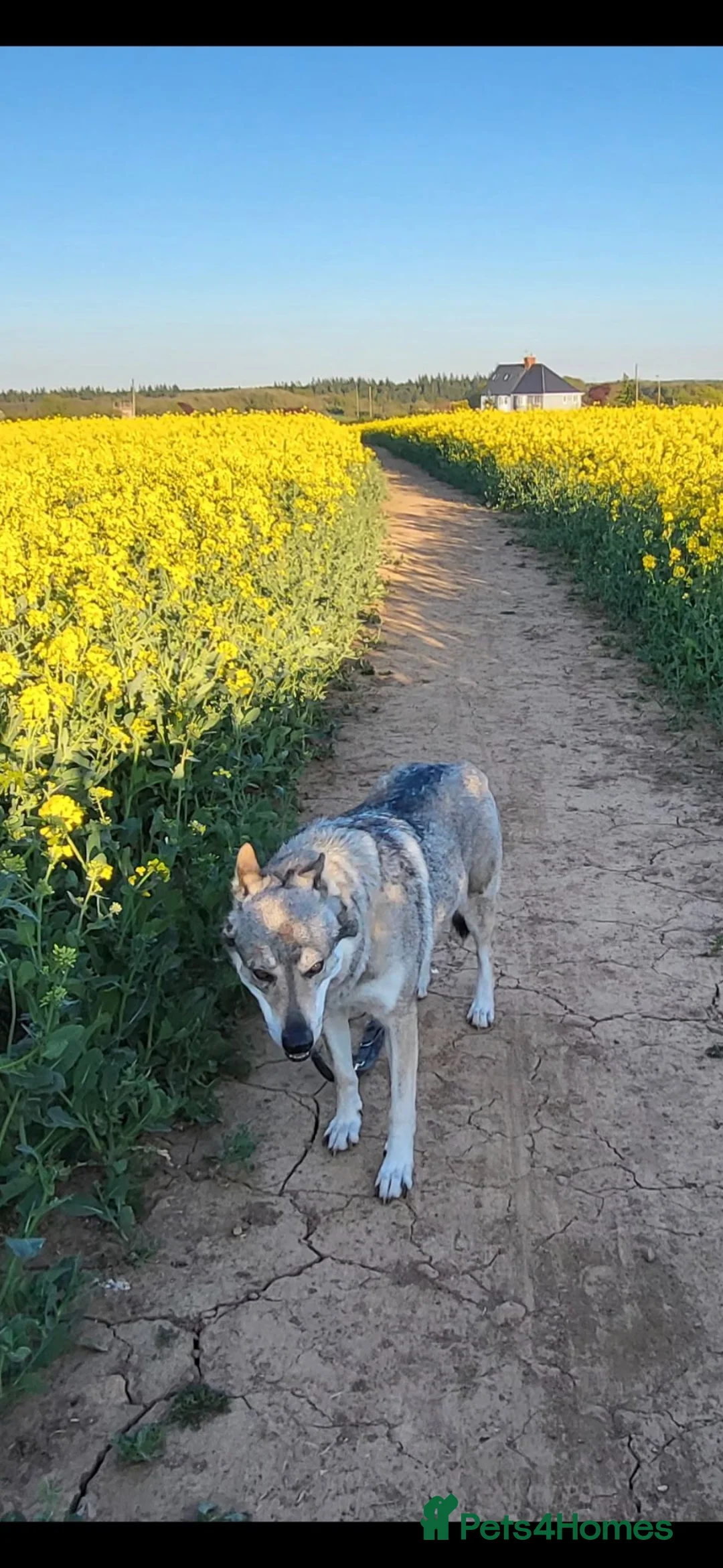 Saarloos Wolfdog dogs for sale: Low content wolfdog  - Advert 1