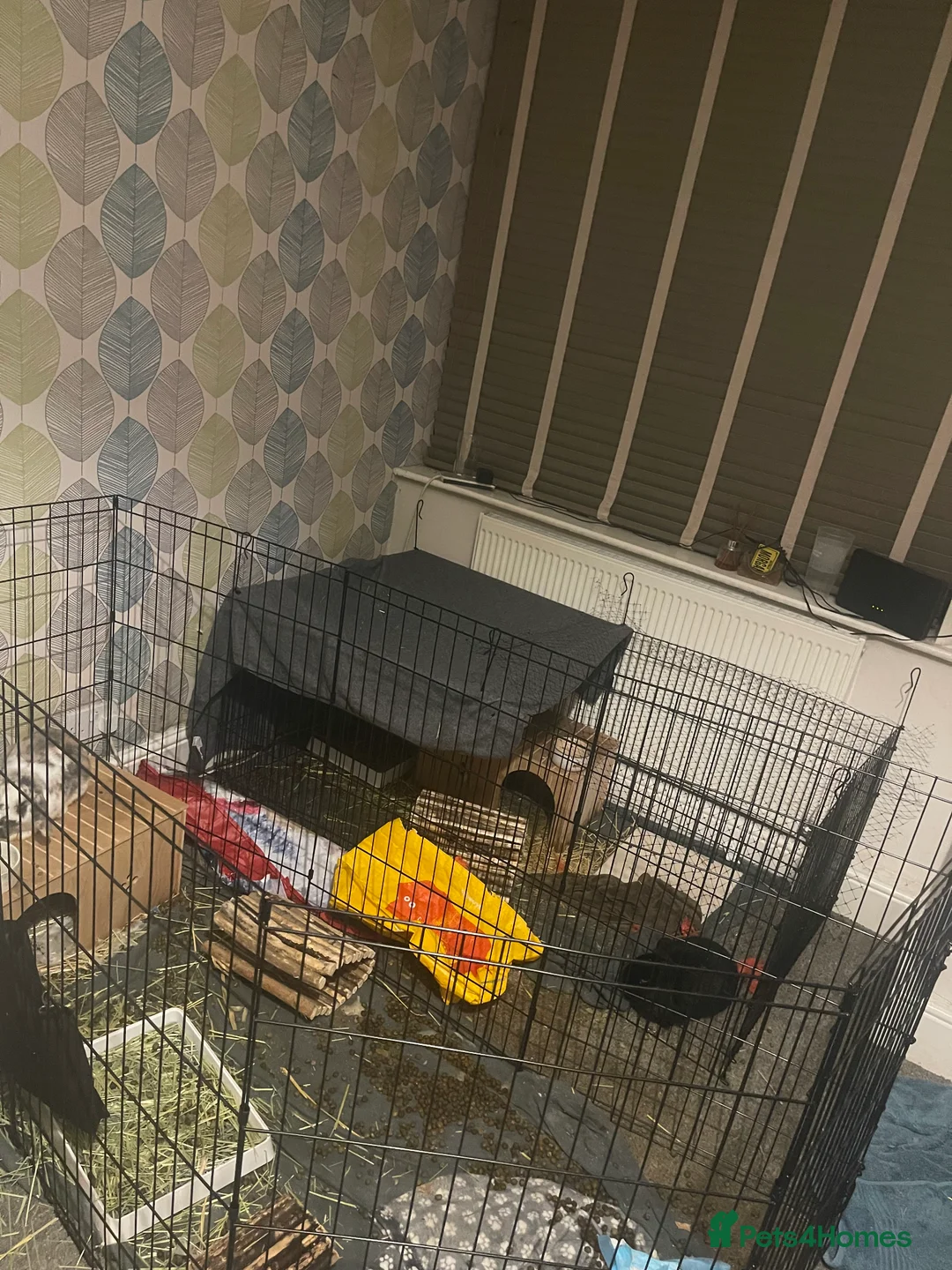 Mixed Breed rabbits for sale: 2 Male Rabbits- Can be rehomed separately  - Advert 2