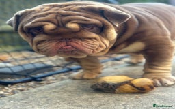 English Bulldog dogs for sale:  BRITISH BULL DOG .please the Description!  - Image 4
