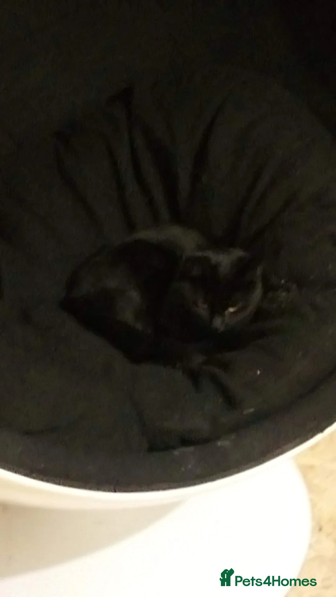 Mixed Breed cats for sale: Adult female black cat  - Advert 3