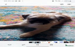 Mixed Breed dogs for sale: Puppys Reduced  in Jarrow - Image 12