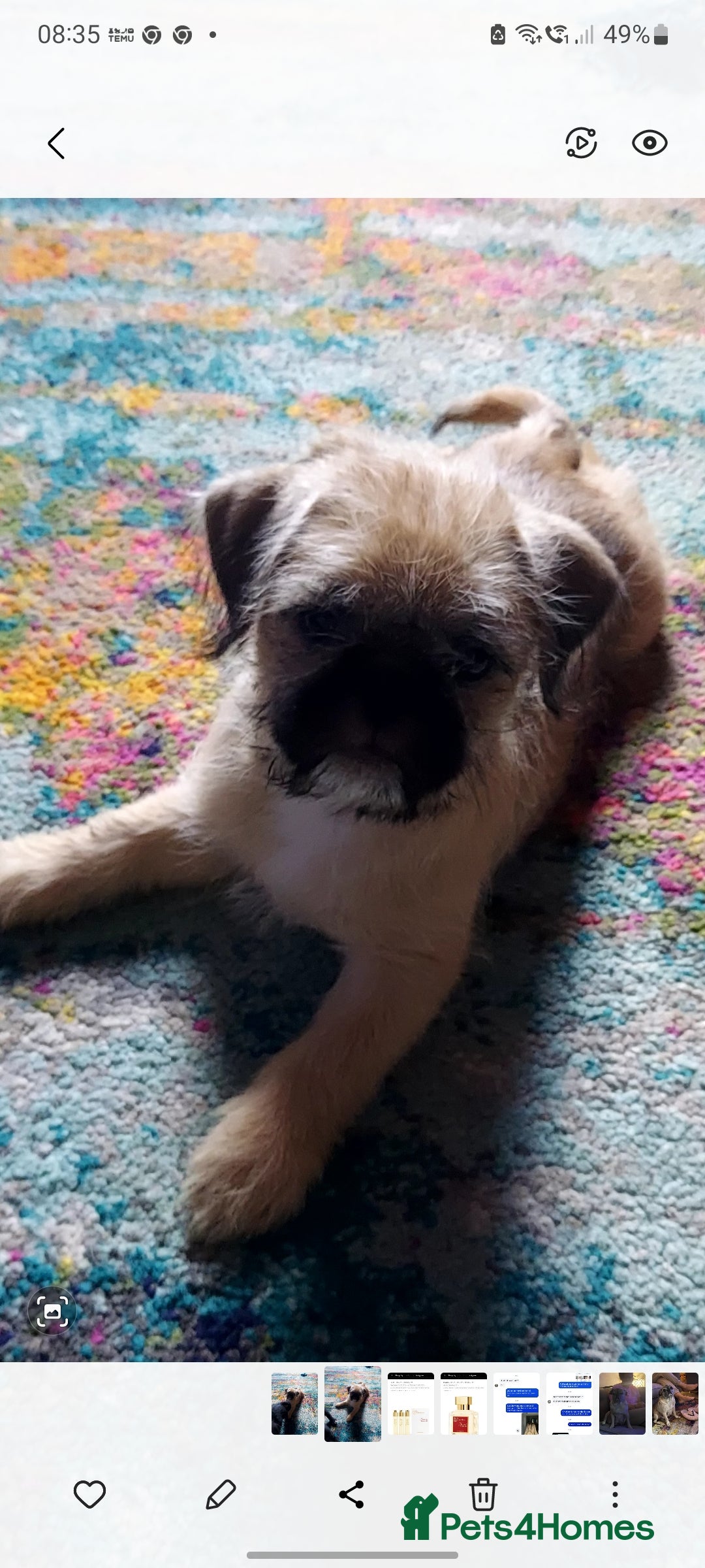 Mixed Breed dogs for sale: Puppys Reduced  in Jarrow - Image 12