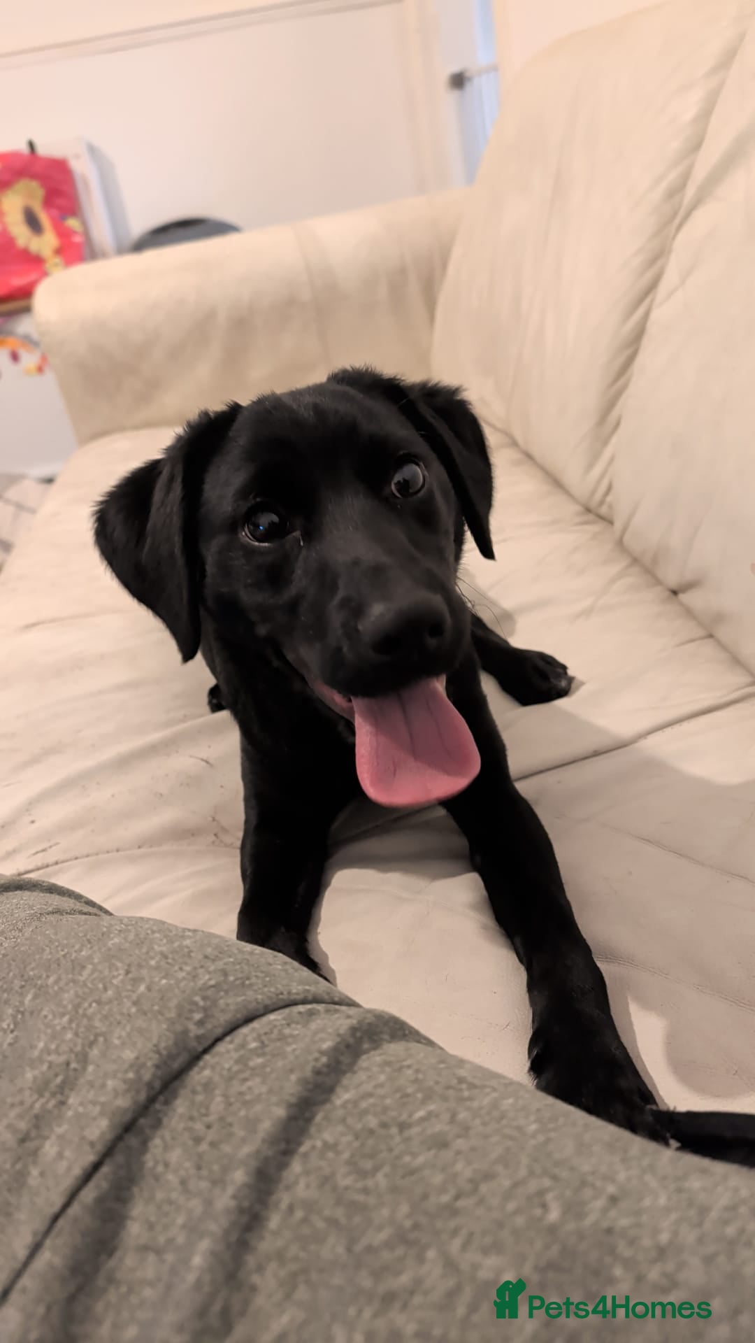 Sprollie dogs Loving Home Wanted for Pancake – 7-Months Sprollie - Advert 1