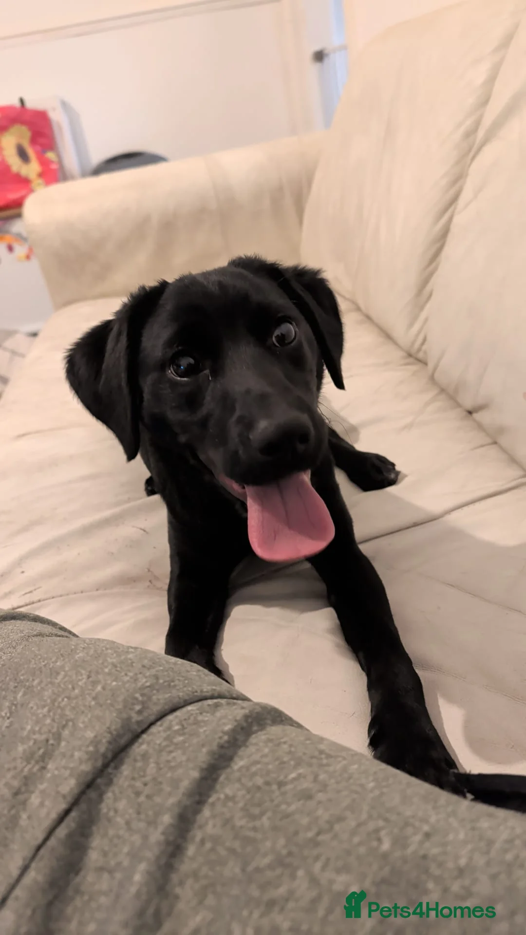 Sprollie dogs for sale: Loving Home Wanted for Pancake – 7-Months Sprollie - Advert 1