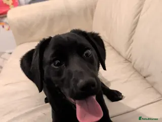 Sprollie dogs Loving Home Wanted for Pancake – 7-Months Sprollie - Advert 1