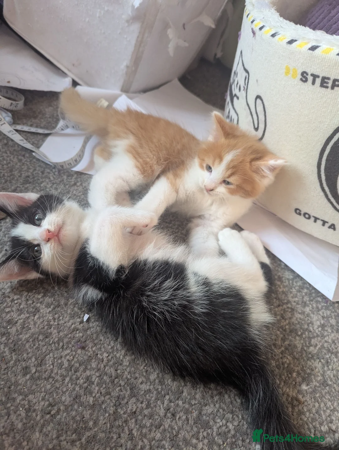 Mixed Breed cats for sale: 4 gorgeous kittens ds X ragdoll X russian blue - Advert 1