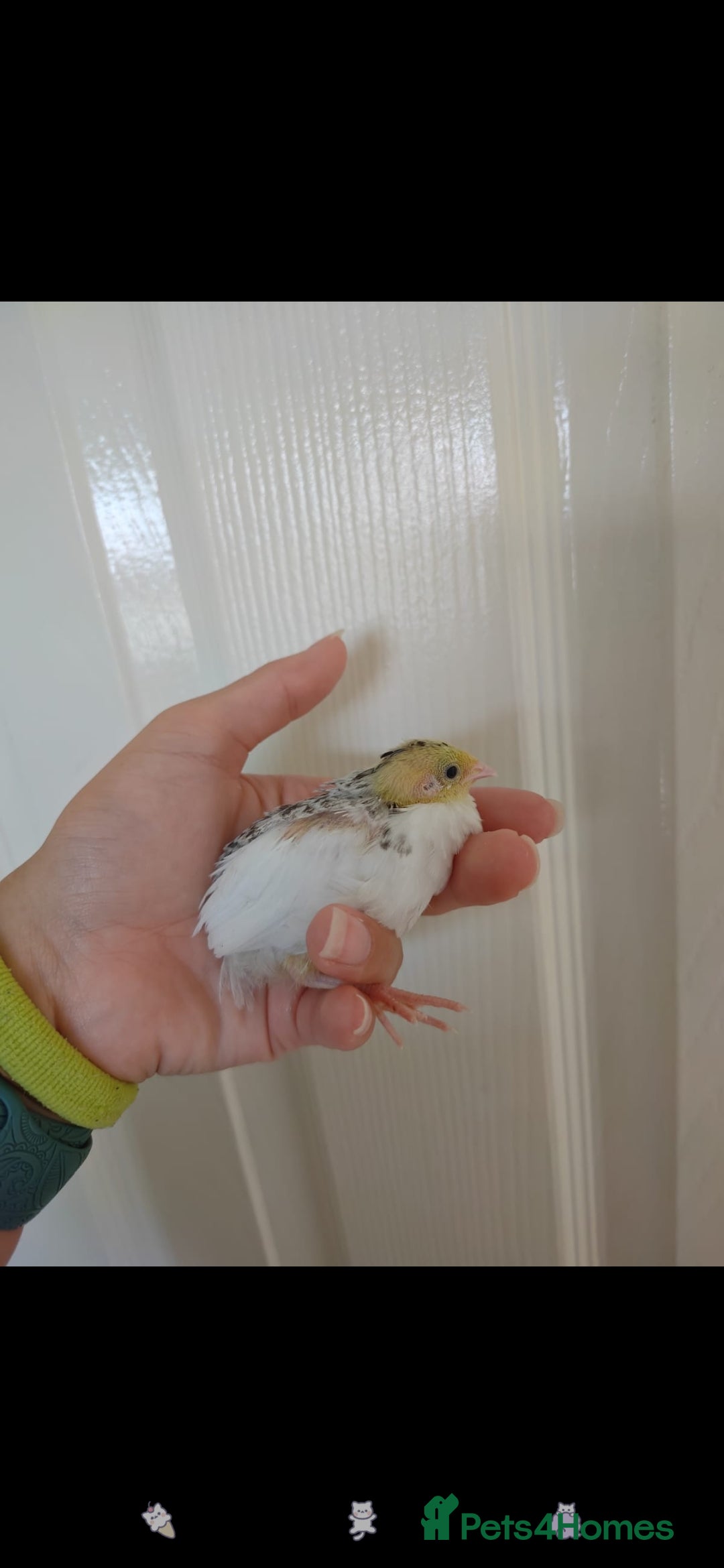 Quail poultry for sale: 8 button quail chicks for sale  - Image 5
