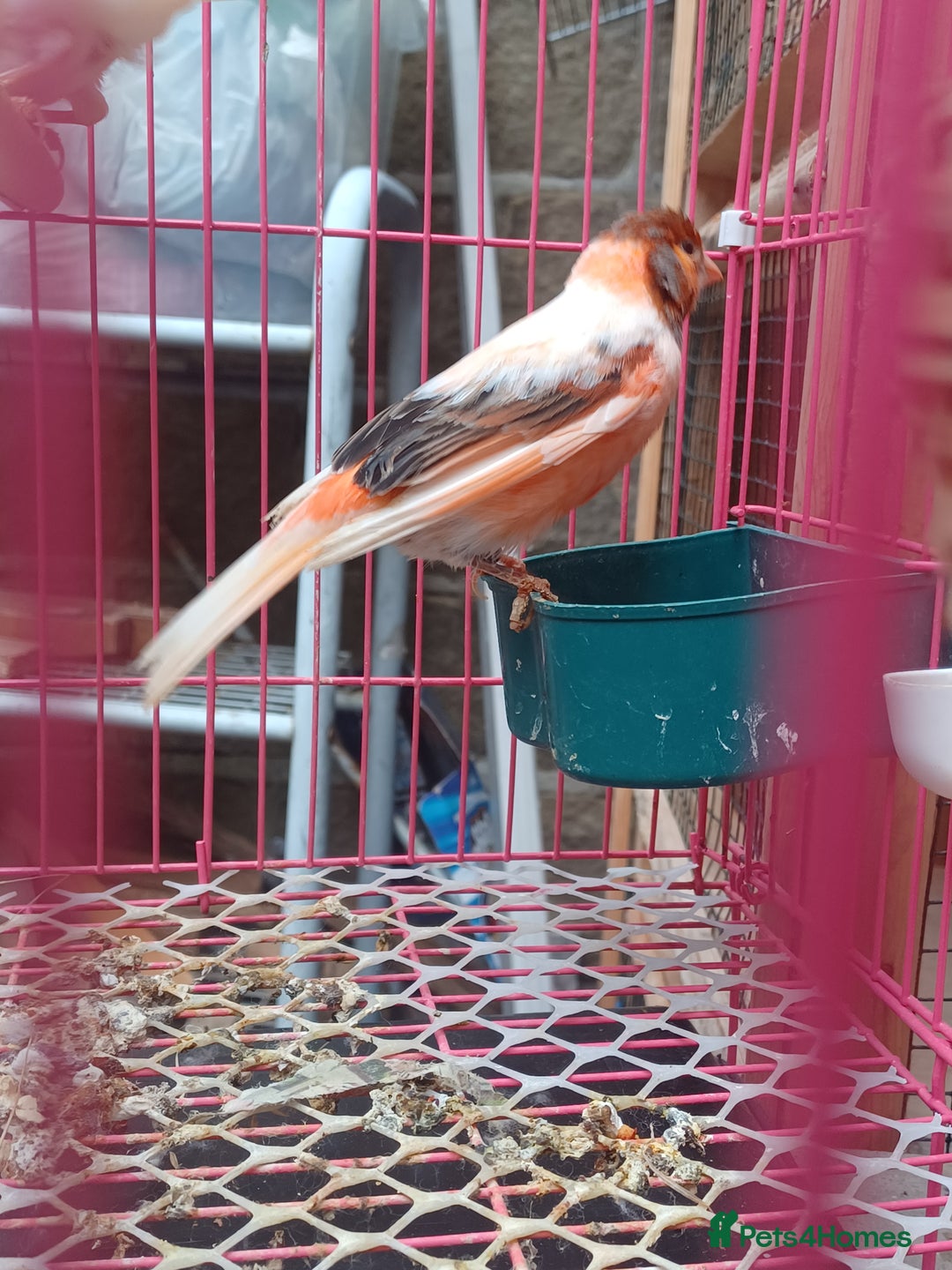 Canaries birds for sale: STAFFORD HERLIQUEEN RED FACTOR DIMORPHIC birds - Image 5