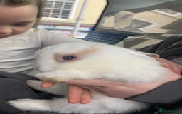 Dwarf Lop rabbits for sale: Small dwarf rabbit  - Image 1