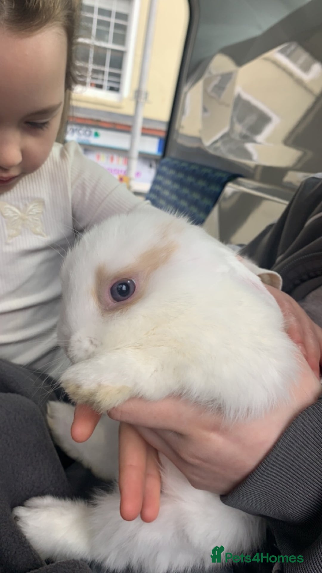 Dwarf Lop rabbits for sale: Small dwarf rabbit  - Image 1