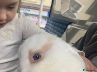 Dwarf Lop rabbits - Advert 20