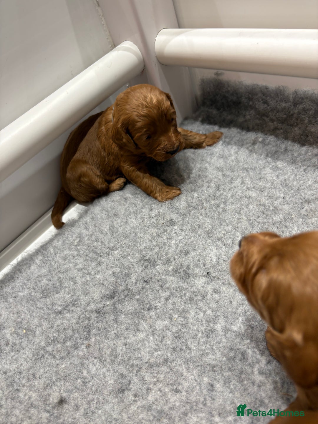 Cockapoo dogs for sale: Beautiful F1B Cockapoo Puppies - Advert 9