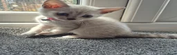 Mixed Breed cats for sale: Bengal Siamese mixed - Advert 5
