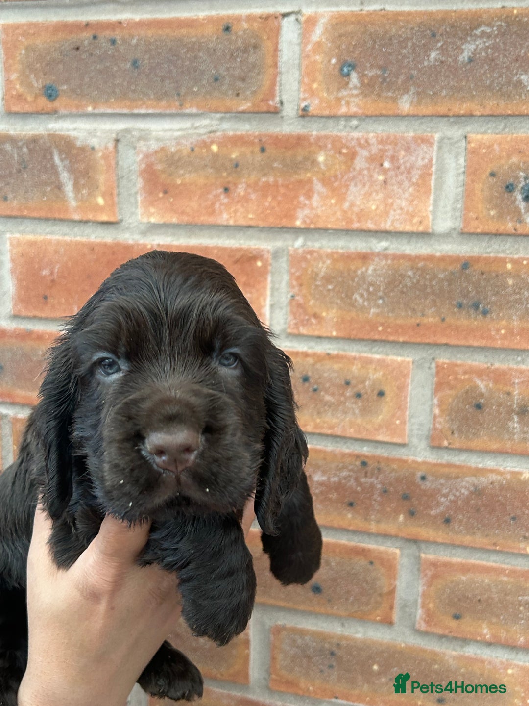 Cocker Spaniel dogs for sale: 🐾🐶 SHOW TYPE COCKER SPANIELS🐶🐾 - Image 15