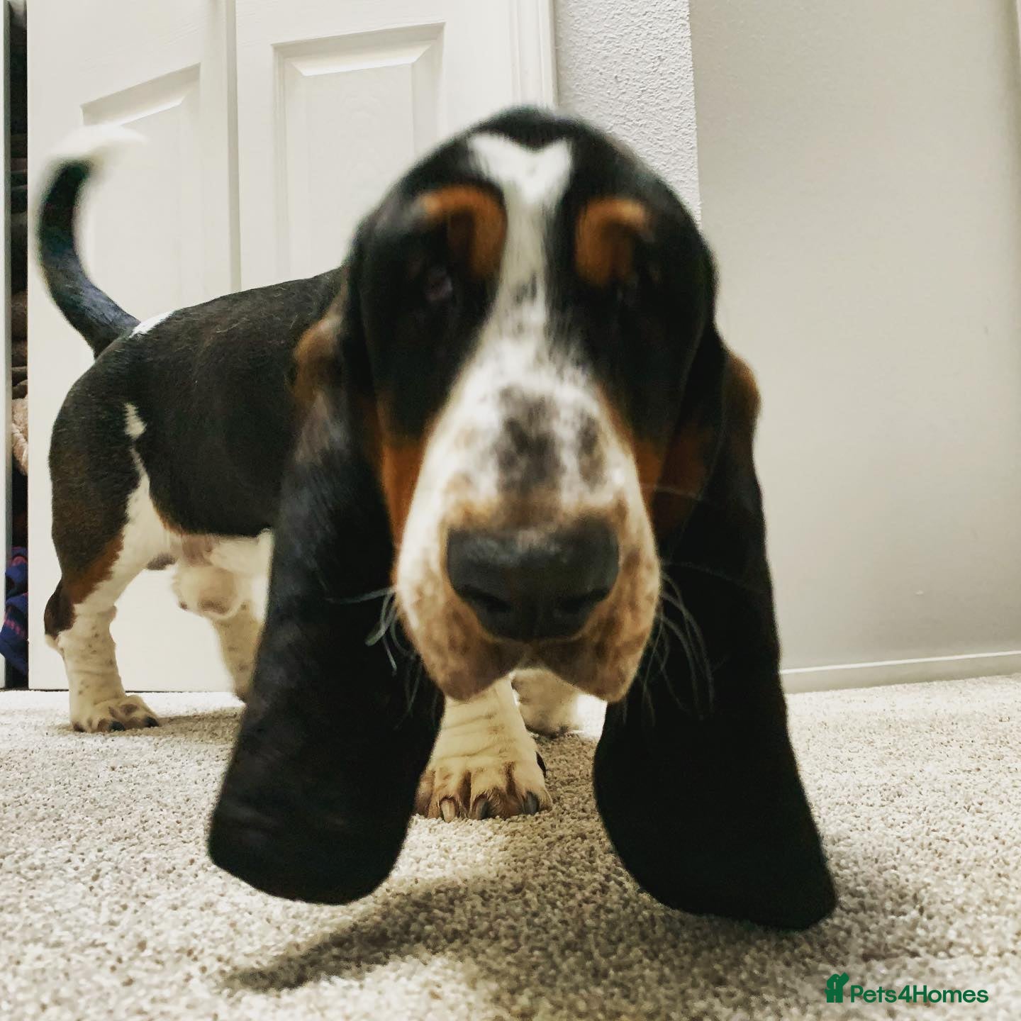 Basset Hound dogs Basset Hound Male - Advert 1