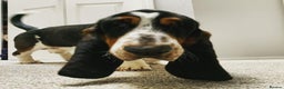 Basset Hound dogs for sale: Basset Hound Male - Advert 1