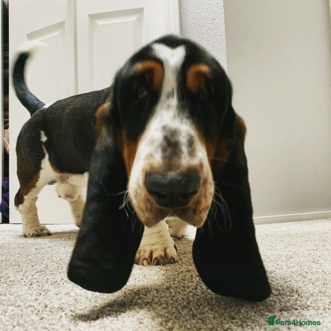 Basset Hound dogs for sale: Basset Hound Male - Advert 1