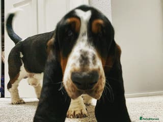 Basset Hound dogs Basset Hound Male - Advert 3