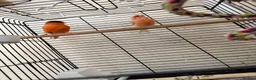 Parrots birds for sale: A pair of red factor canaries and cage  - Advert 5