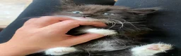 Mixed Breed cats for sale: Beautiful Maine coone X Siberian babies for sale - Advert 9