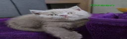 British Shorthair cats for sale: GCCF British Shorthair kittens in Southampton - Advert 13